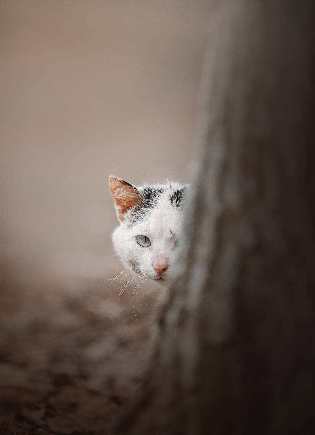 , Ксения Лысенкова