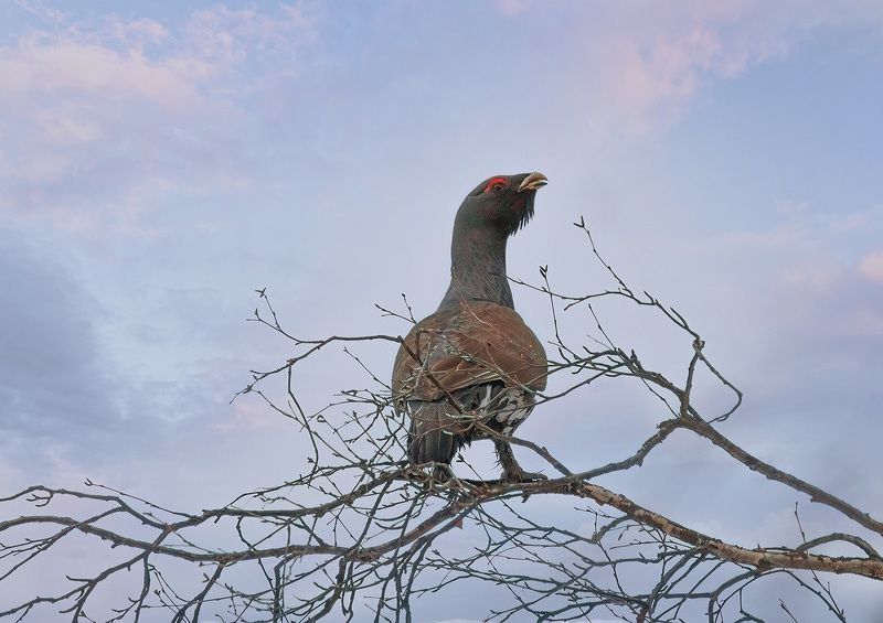 глухарь,птицы,коми,печора,снег,весна,природа,анималистика На рассвете фото превью