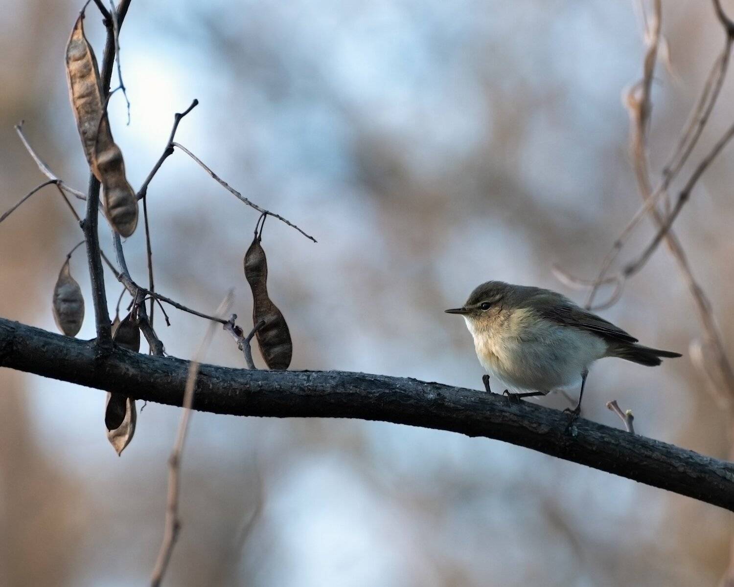 пеночка, Алексей Рыльский