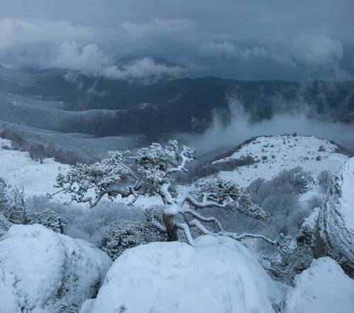 Крымский бонсай