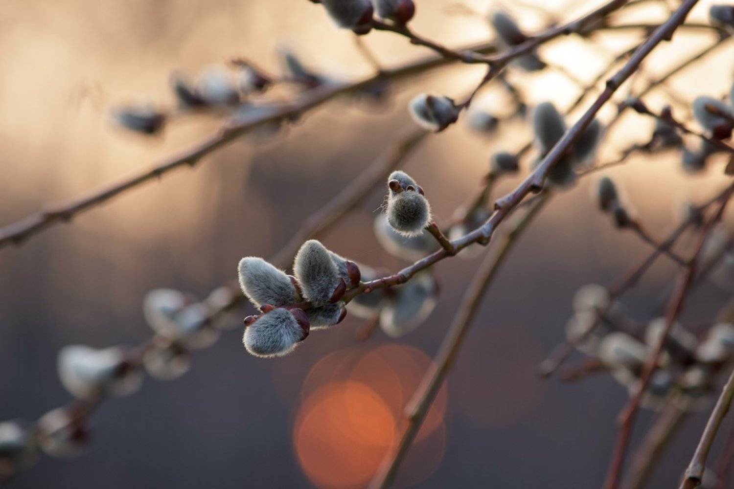 canon 55-250, beautiful, красивый, moment, момент, nature, природа, весенняя, spring, весна, branch, ветка, willow, верба,, Наталья Терентьева