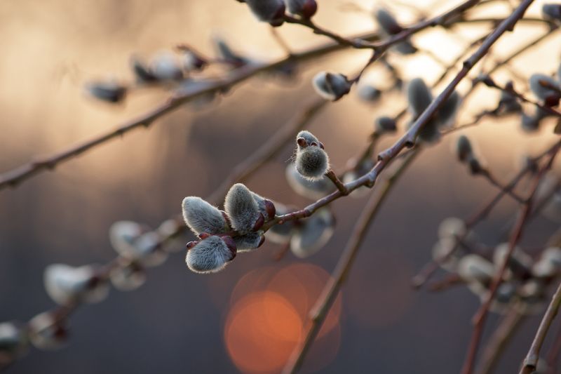 canon 55-250, beautiful, красивый, moment, момент, nature, природа, весенняя, spring, весна, branch, ветка, willow, верба, Пушистики :) фото превью