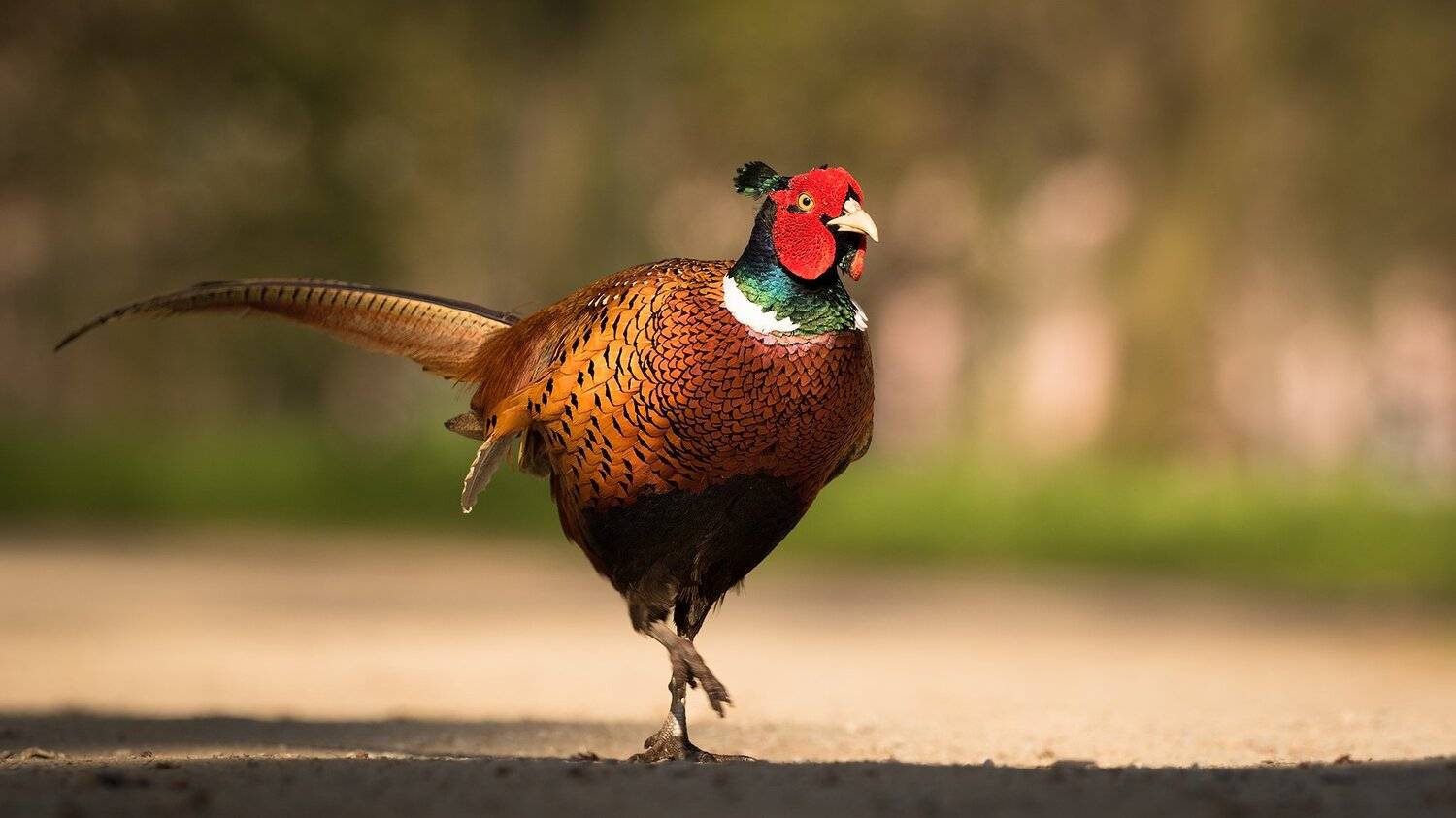 , Robert Adamec