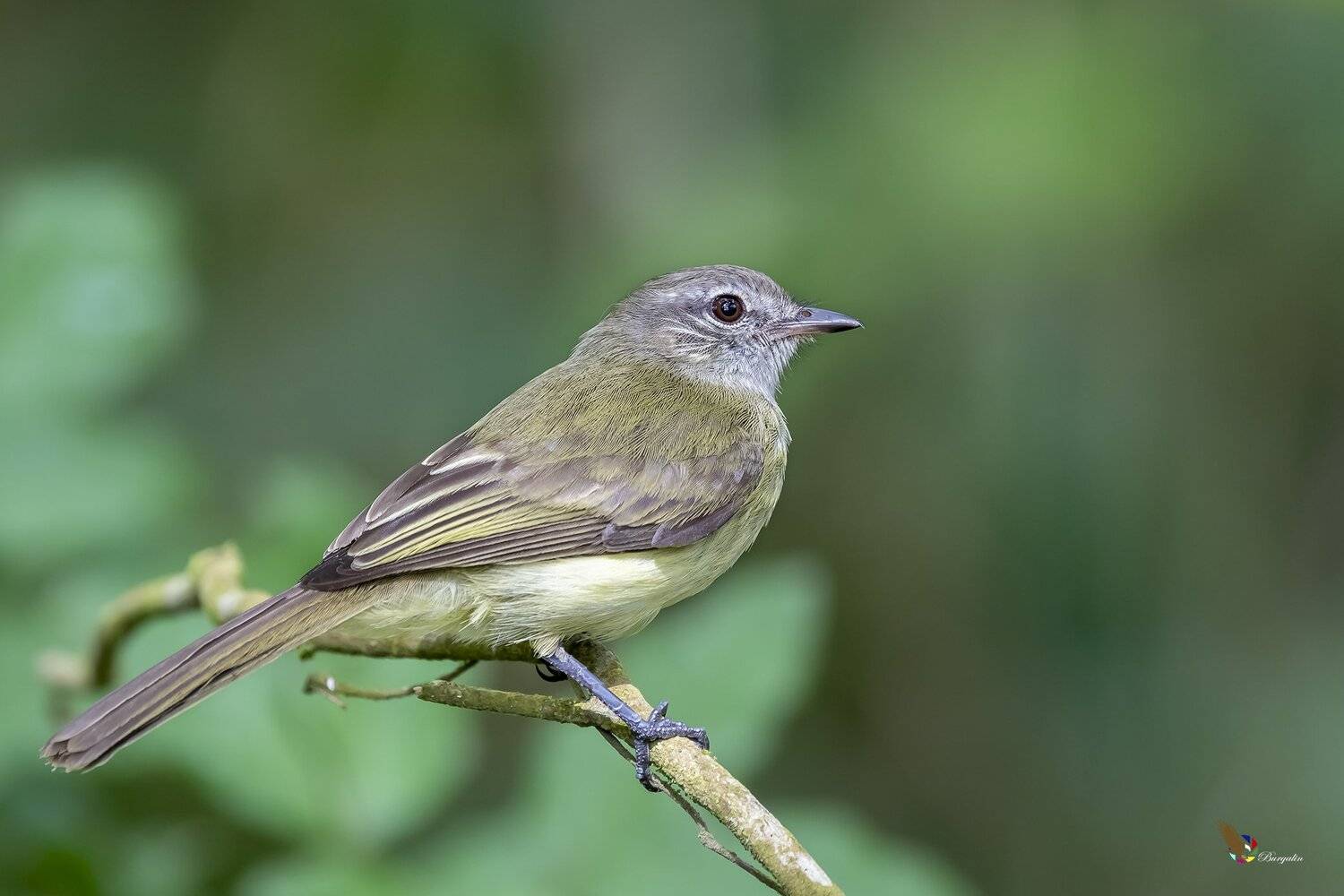 , Fernando Burgalin Sequeira