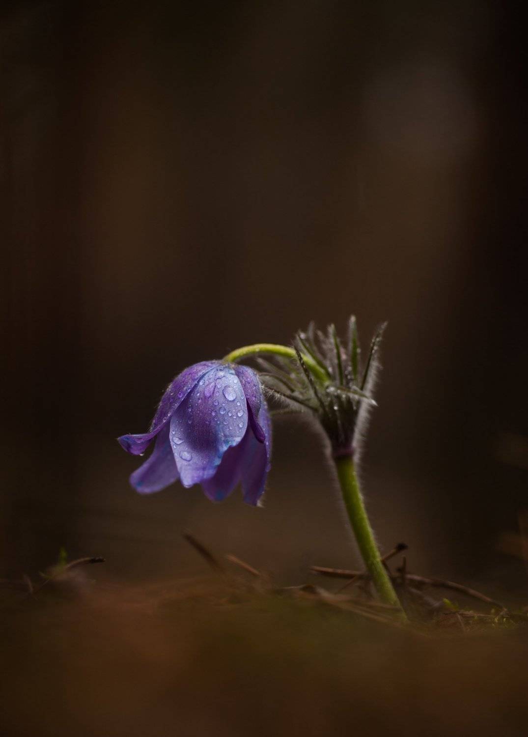 , Викулов Николай