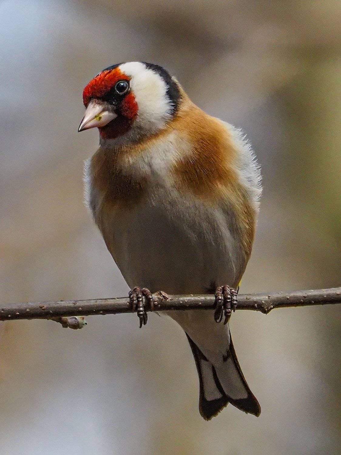 , Сергей Духанин