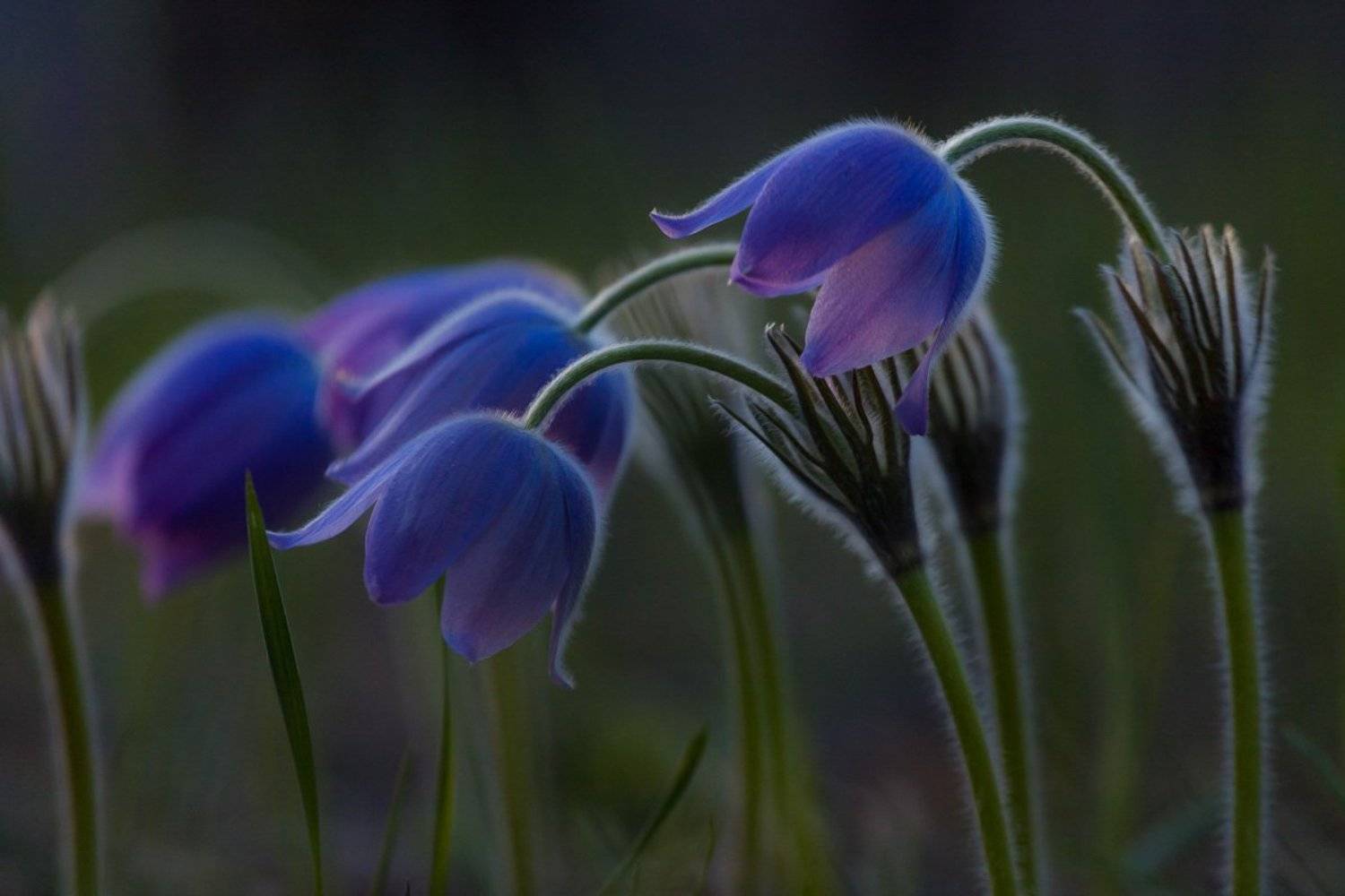 прострел раскрытый, сон-трава, первоцветы, цветы, flowers, primulas, pulsatilla patens, Алексей Юденков