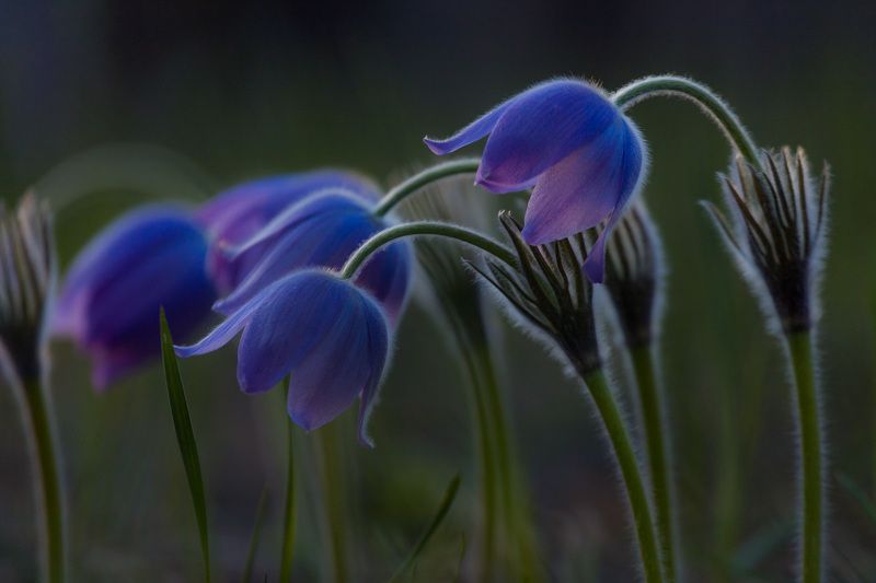 прострел раскрытый, сон-трава, первоцветы, цветы, flowers, primulas, pulsatilla patens Прострелы фото превью