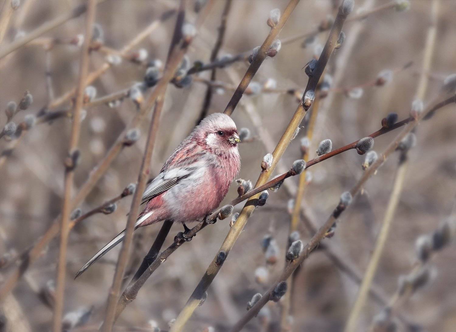 птица, урагус, ива, верба, самец,, Марина Мочалова