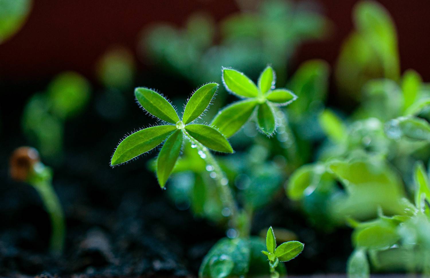 макро, природа, весна, цветы, люпины, macro, spring, flowers, Валентина Хорева
