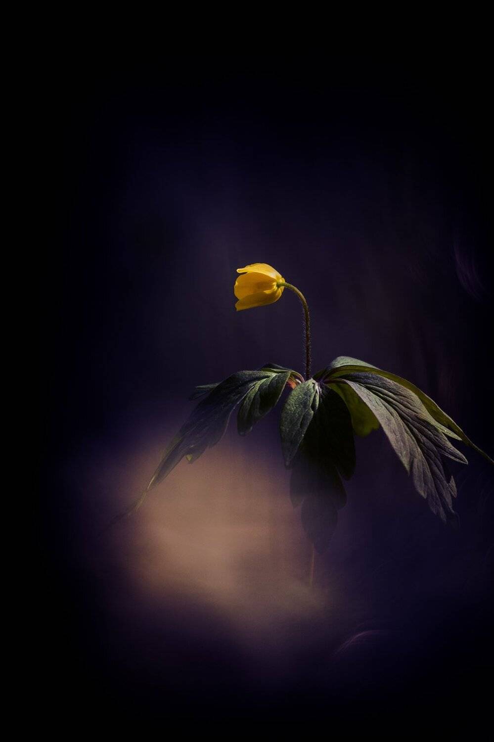 , Кузнецов Дмитрий