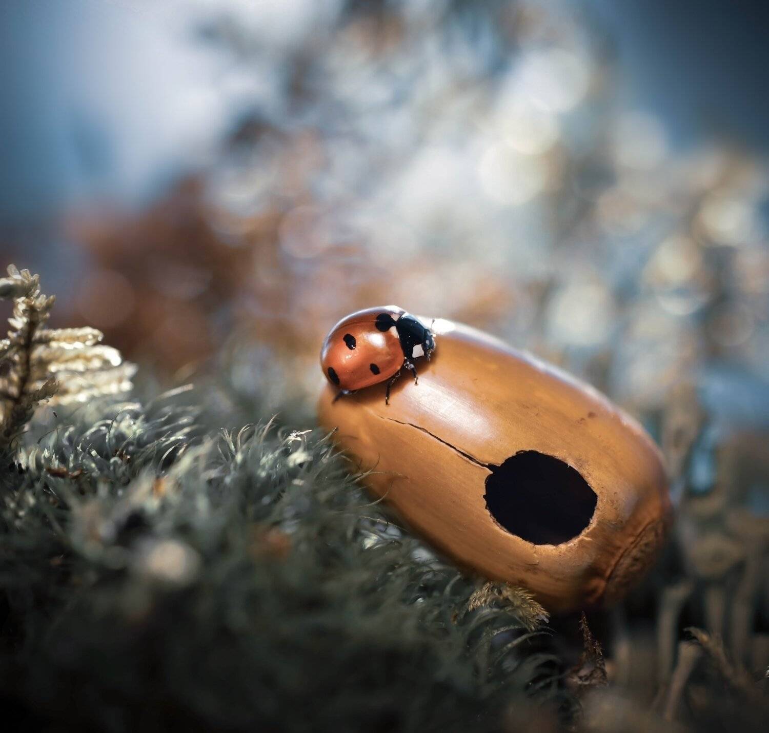 , Лапшина Владлена