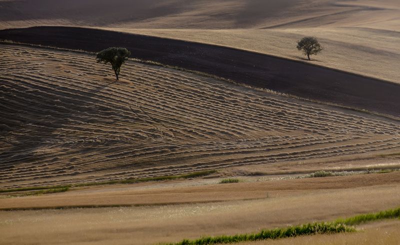 Tarla фото превью