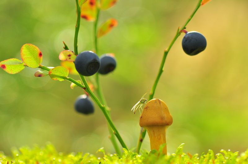 Зелёный комарик :) фото превью