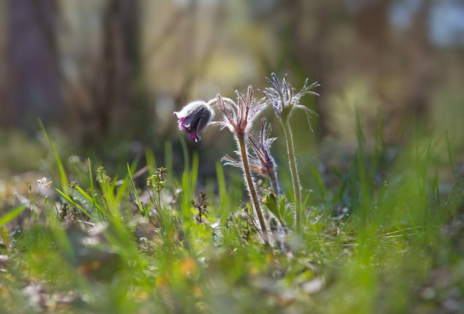 сон-трава, Галанзовская Оксана