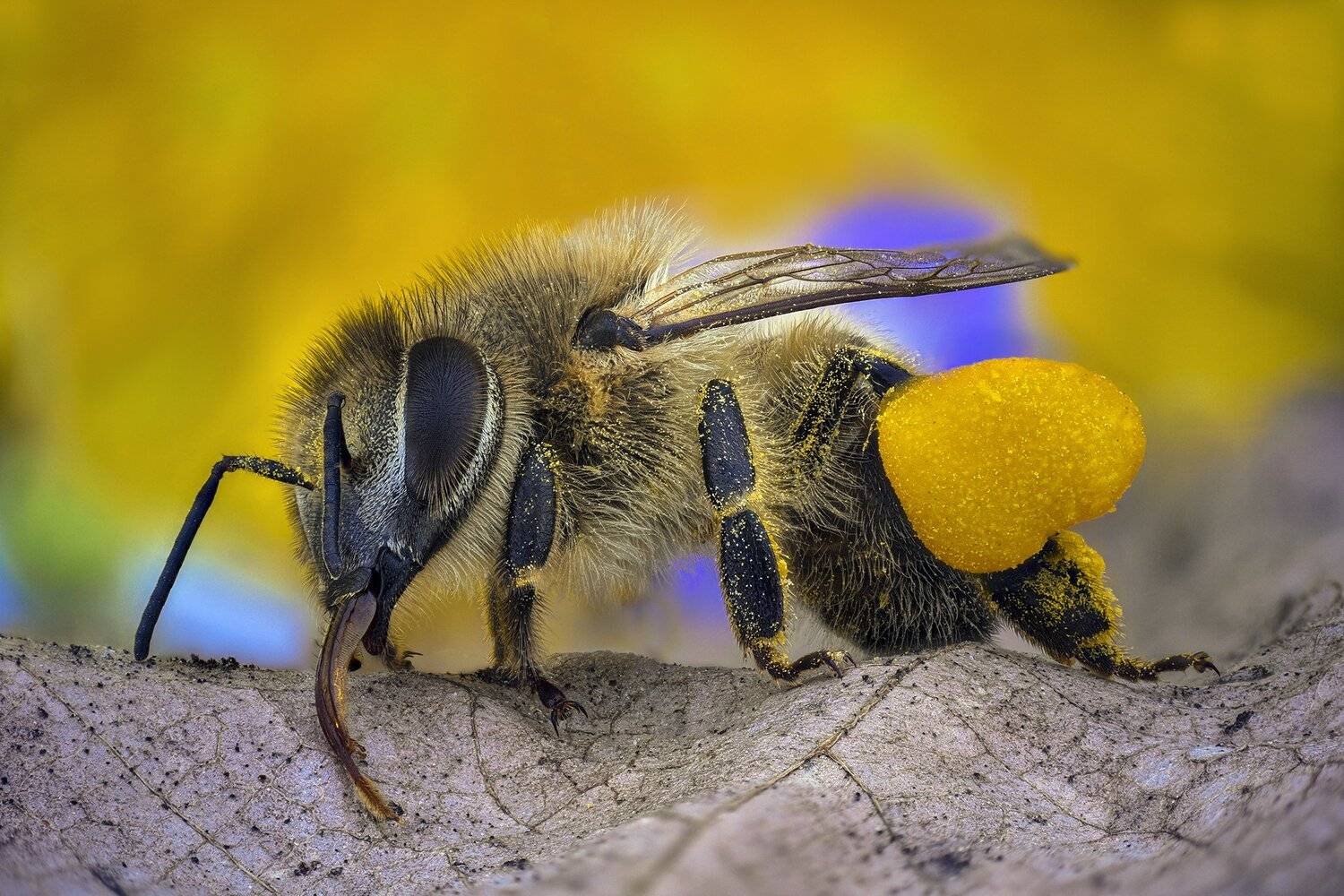 ceclii, macro, lomo 3.7, Tsvetan Ganev