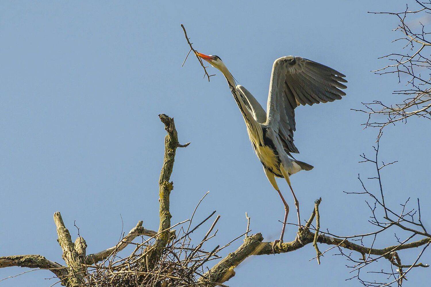 цапля серая, птица, Михаил Агеев