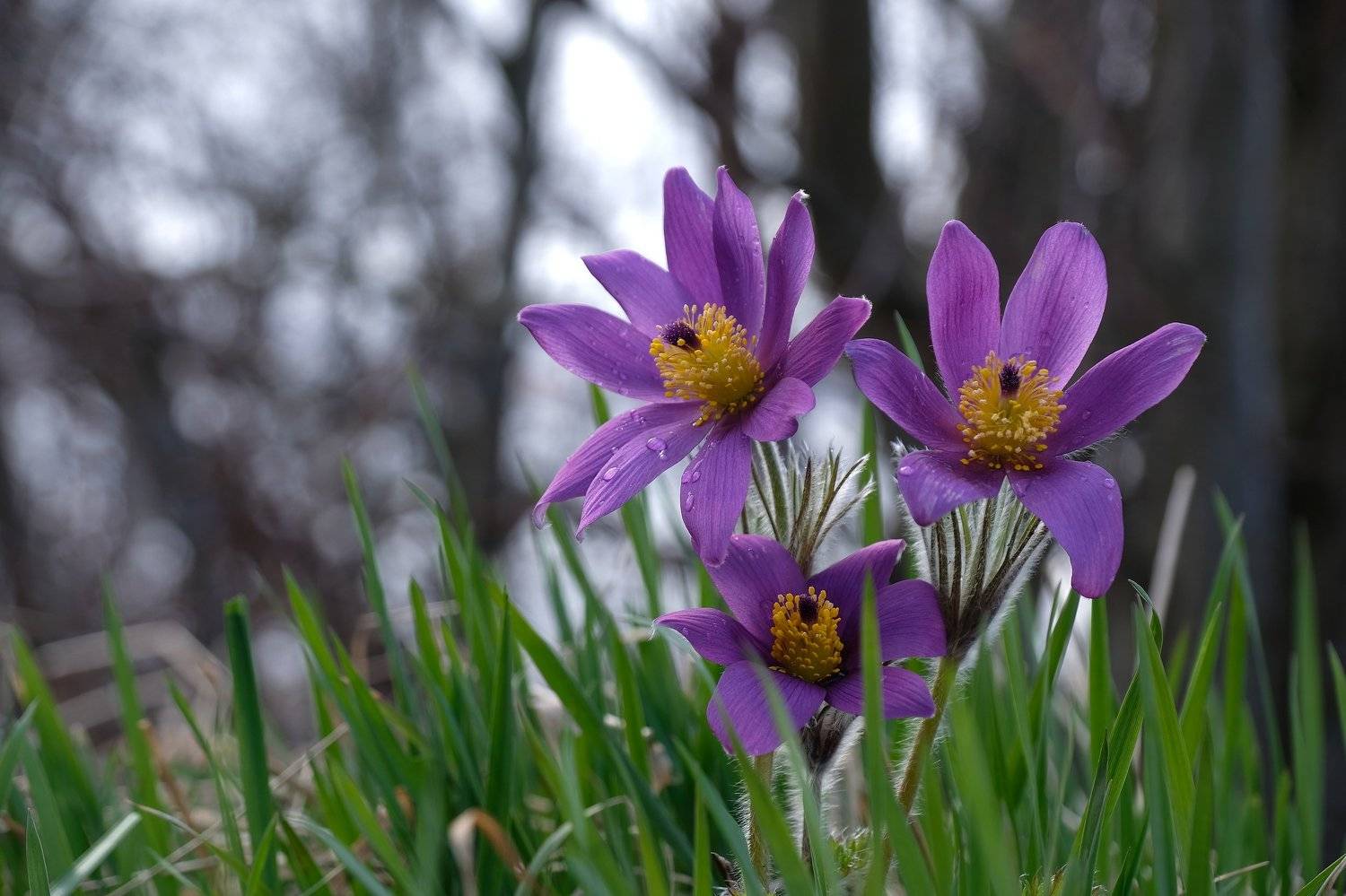 macro, flowers, floral, spring, pulsatilla patens, cutler anemone, norway, nature, purple, forest, water drops,, Svetlana Povarova Ree