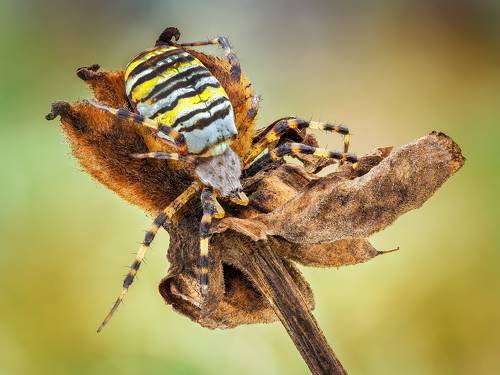 Argiope bruennichi.