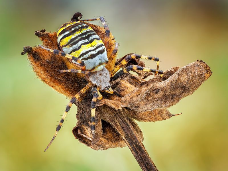 irass, waledzik, nat geo, olympus, close up, macro, extreme macro, макро Argiope bruennichi. фото превью