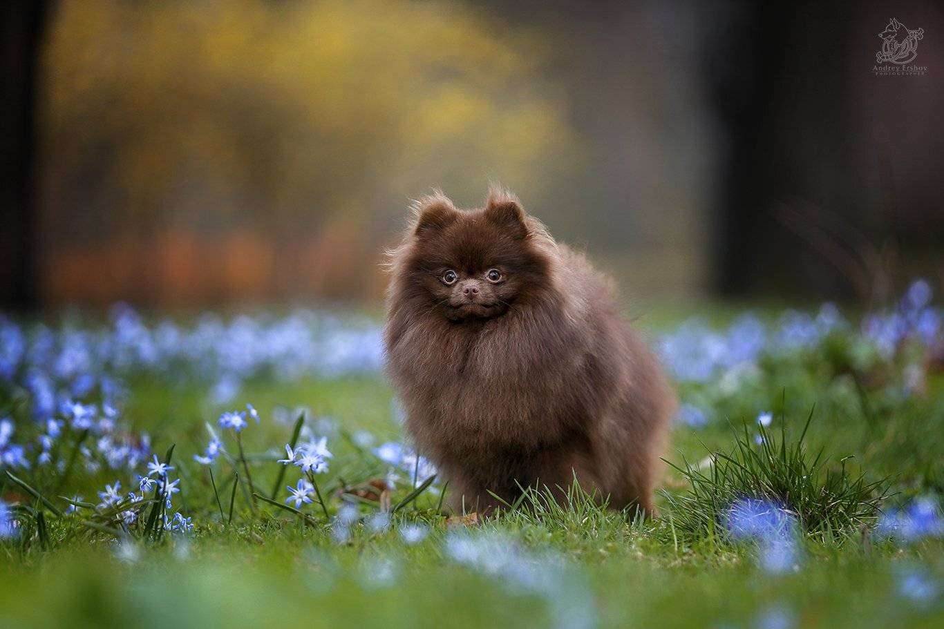 , Андрей Ершов