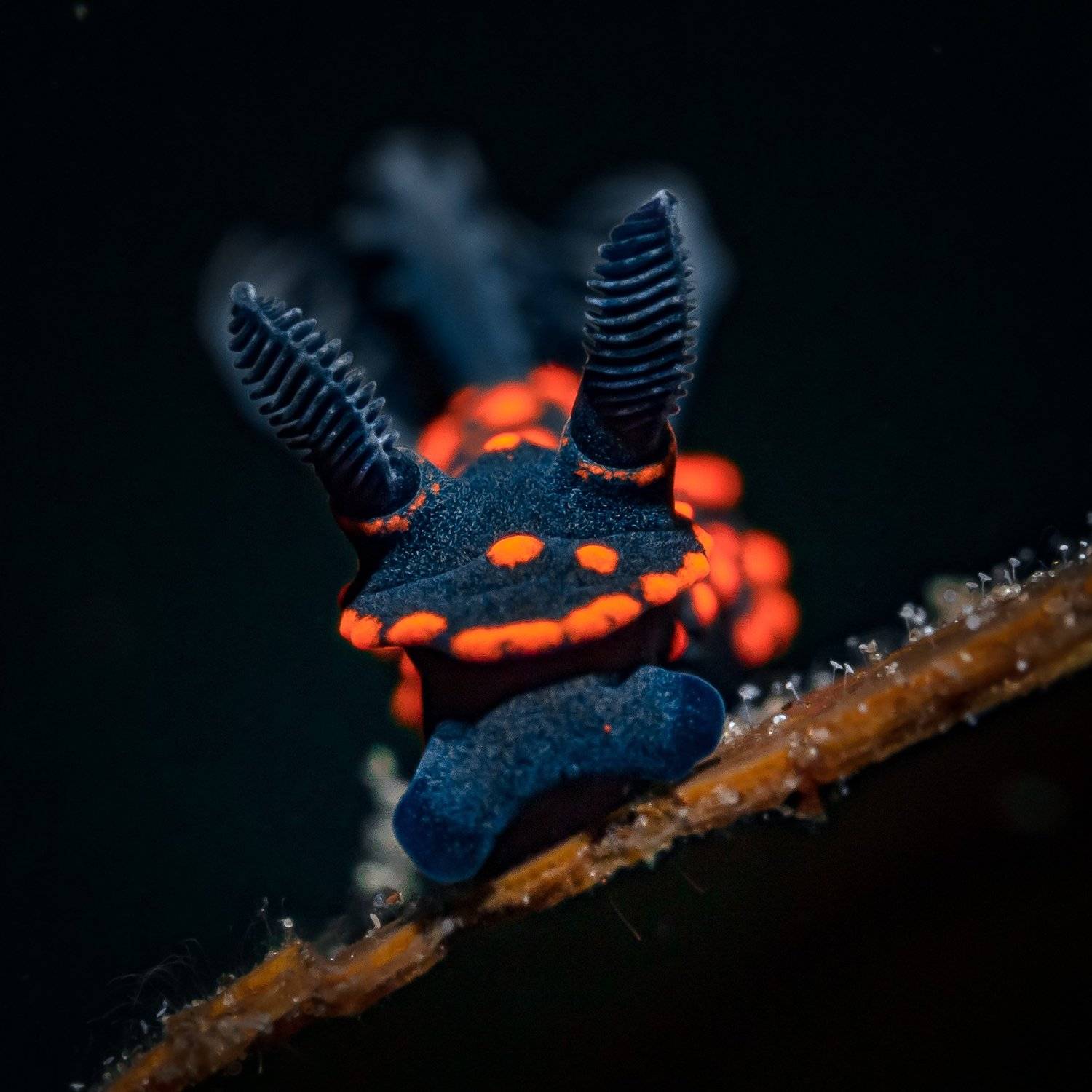 , Андрей Савин