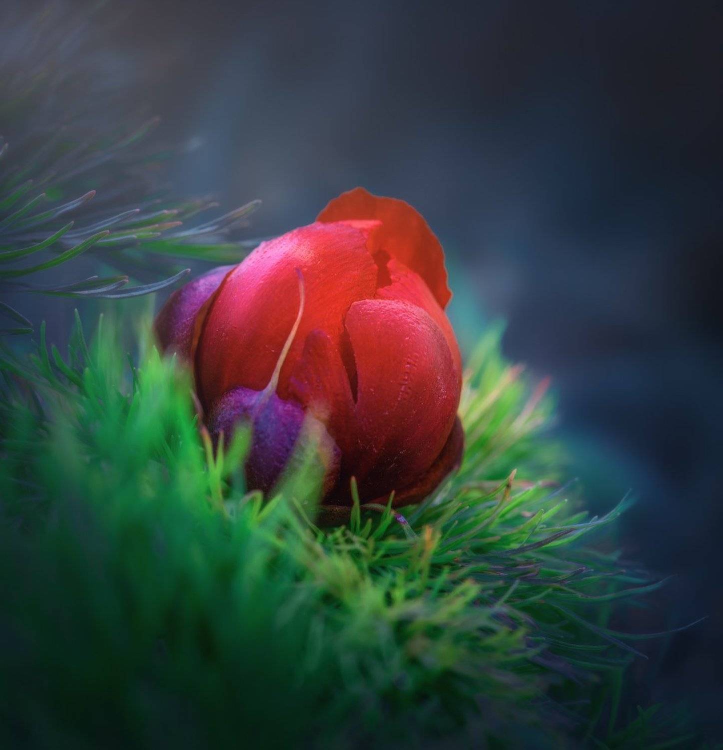 , Алексей Агеев