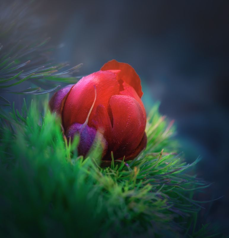 Пион фото превью