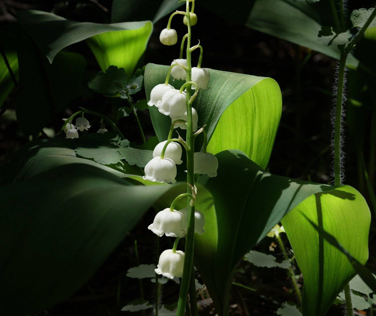 , Владимир Краснов