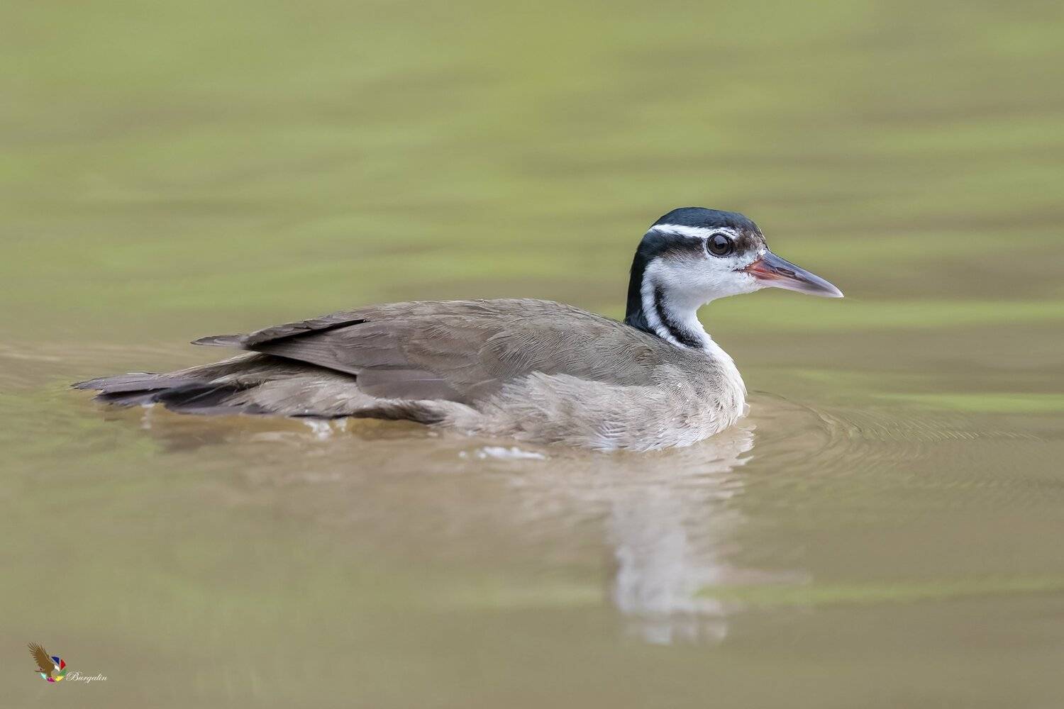 , Fernando Burgalin Sequeira