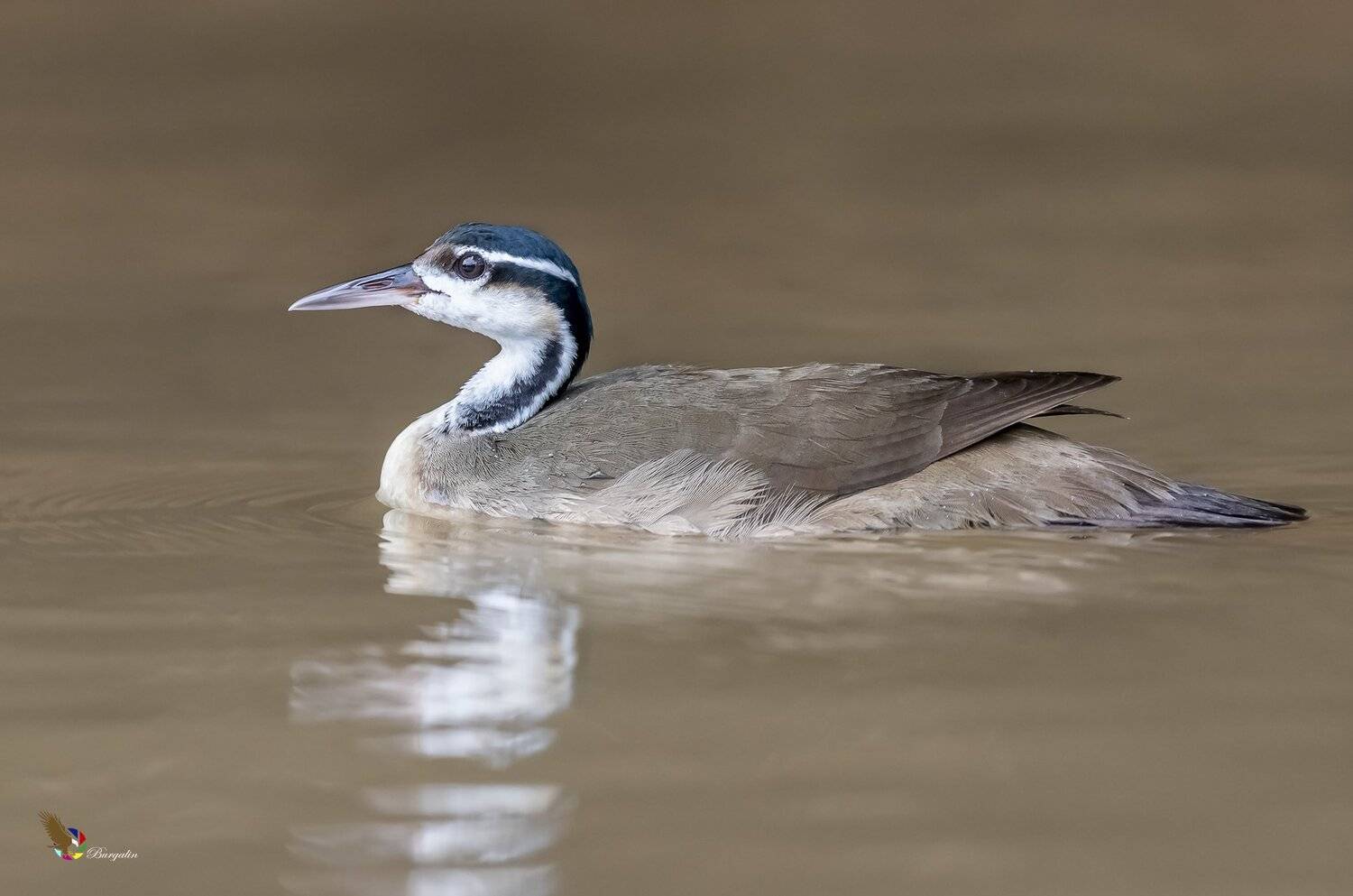 , Fernando Burgalin Sequeira