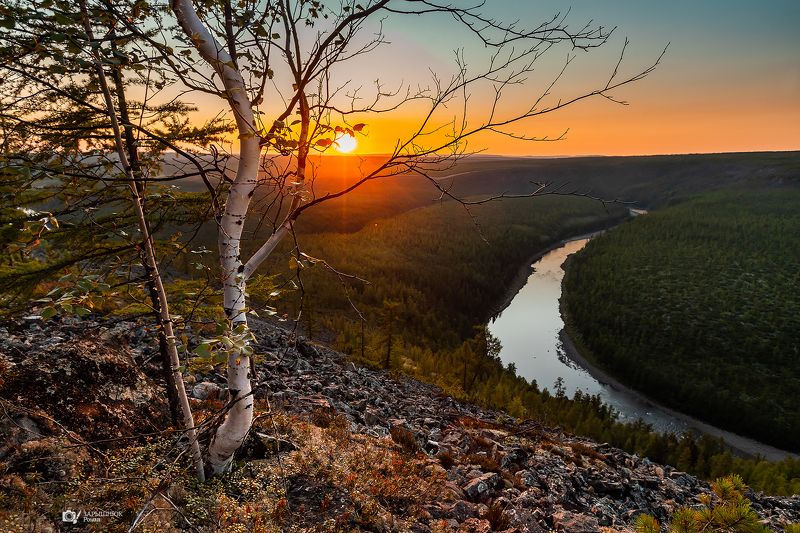 якутия, сибирь, дальний восток, тайга, лес, пейзаж, деревья, берёза, река, Чульман, солнце, закат Берёзка греется под редкими тёплыми лучами. Якутия фото превью