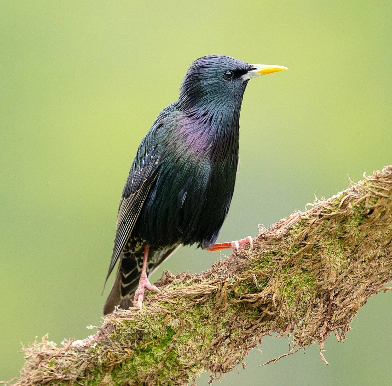 обыкновенный скворец, european starling, скворец, starling,весна, Elizabeth Etkind