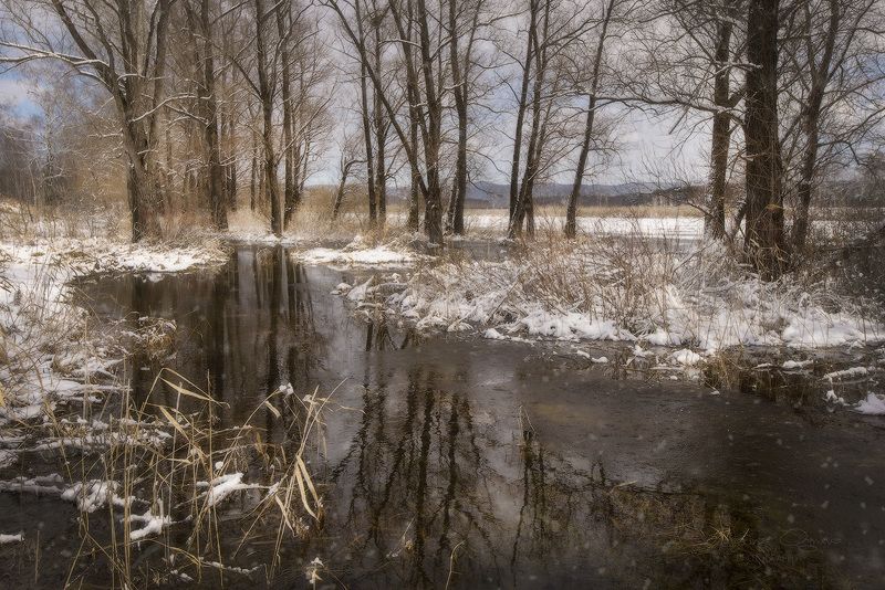 весна, сибирь, половодье, лес Сибирская Весна ... фото превью
