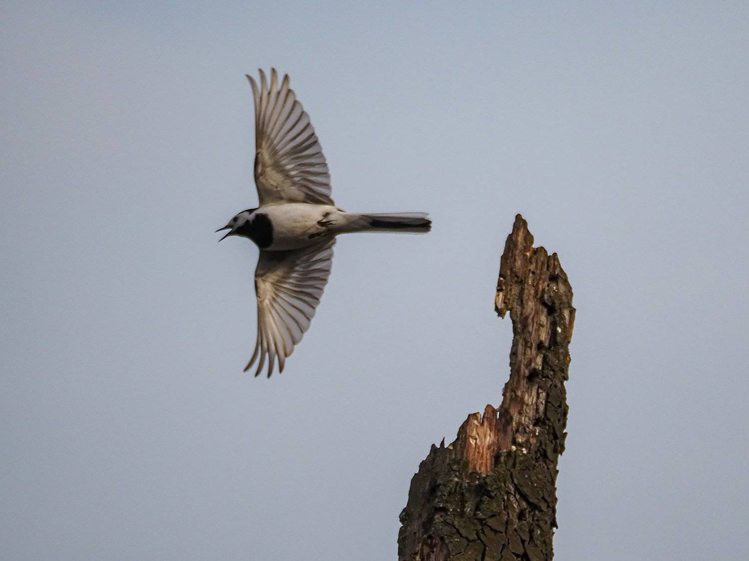 , Сергей Духанин