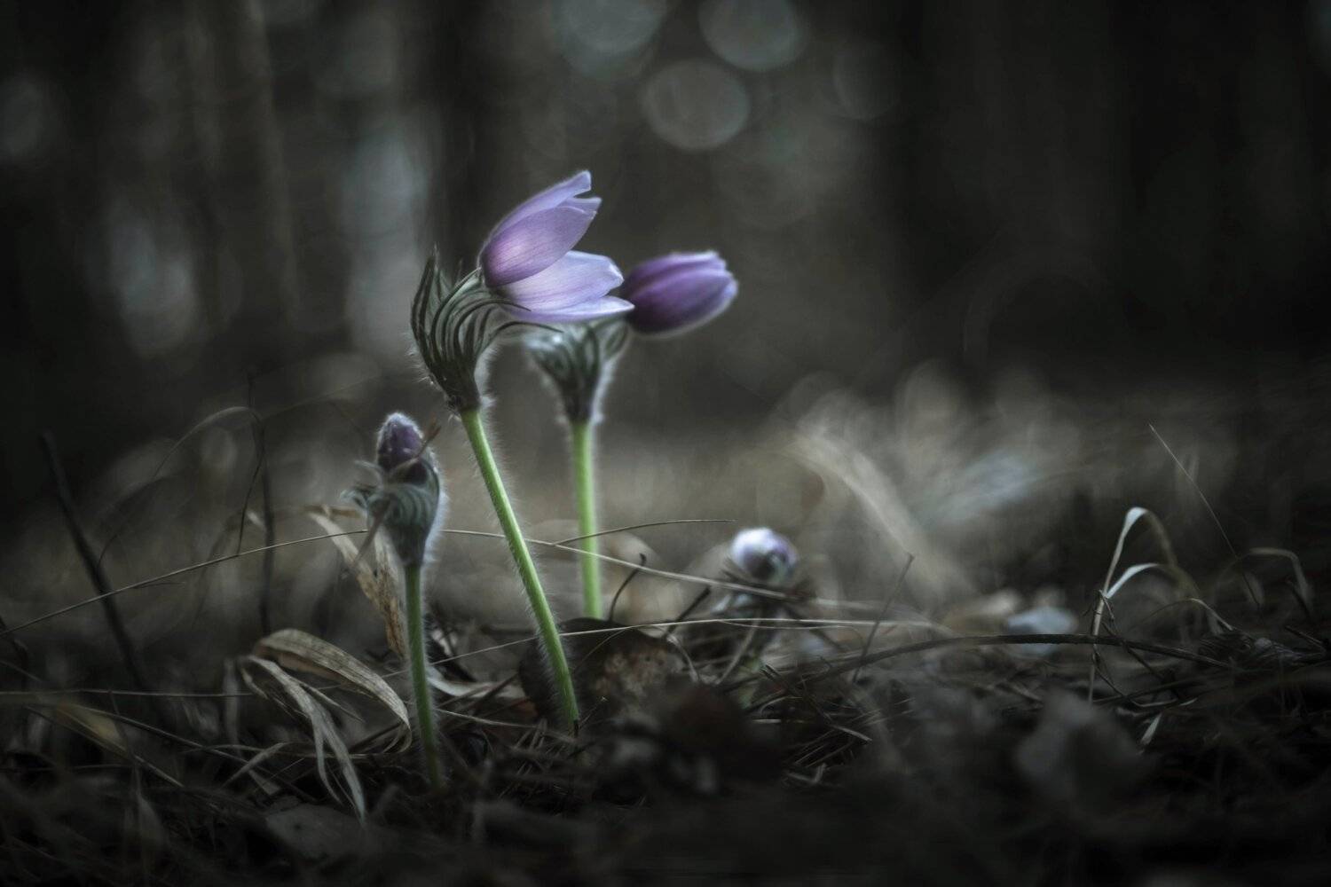 , Лапшина Владлена