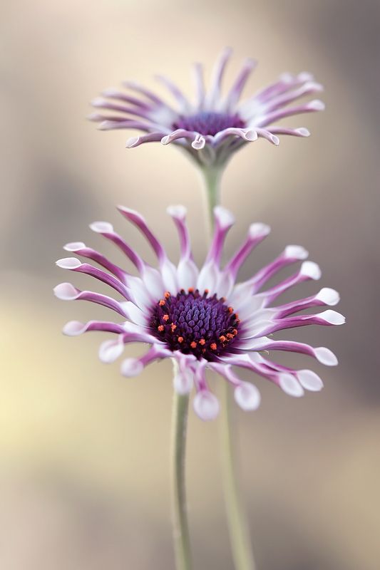 Spider фото превью