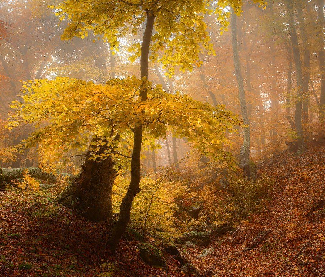 , Андрей Уляшев (Mercand)