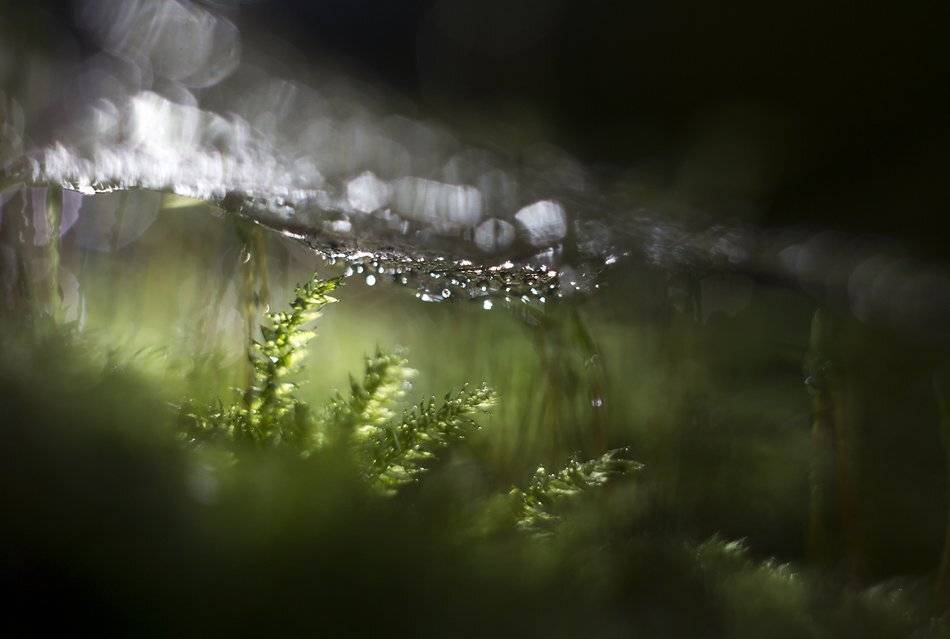 , Иваненко Светлана