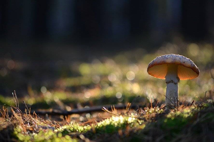 осень, Вячеслав Мищенко