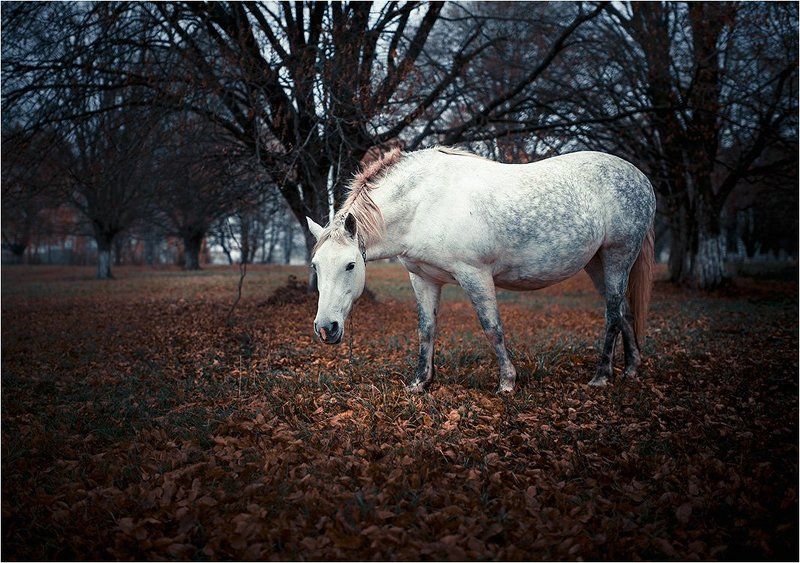 [ОЛ] фото превью