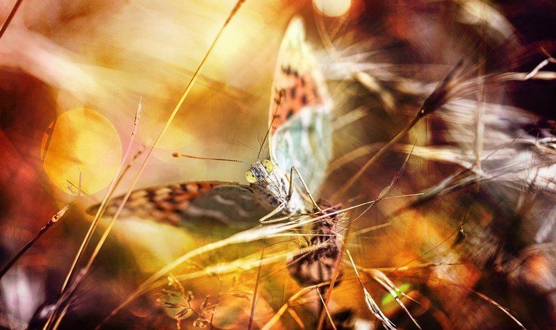 Camouflage фото превью