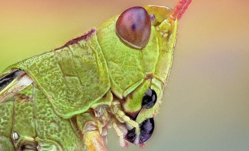 Grasshopper фото превью