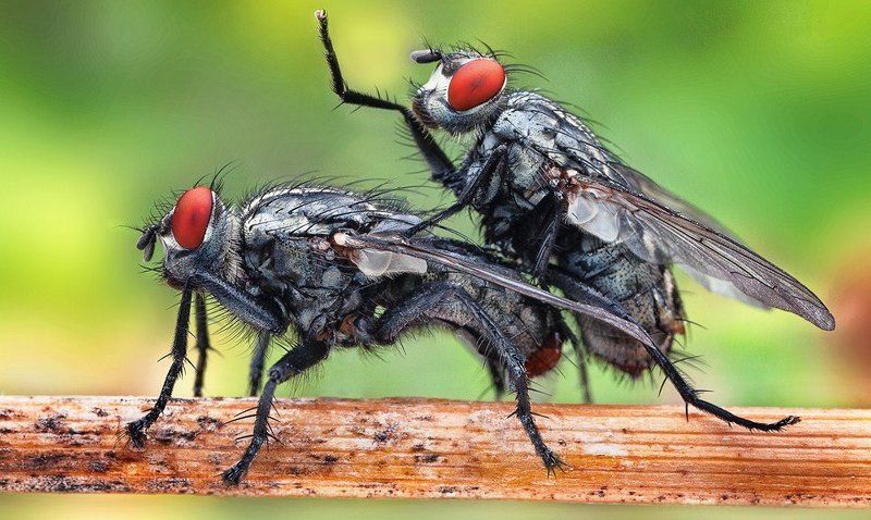 Fllying sex фото превью