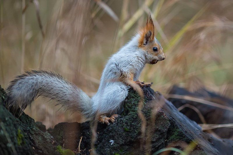 Ледниковый период фото превью