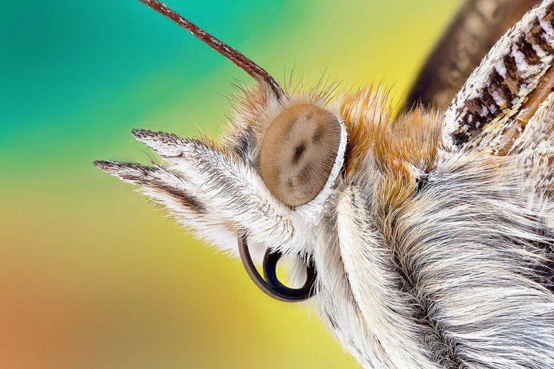 Butterfly Head фото превью