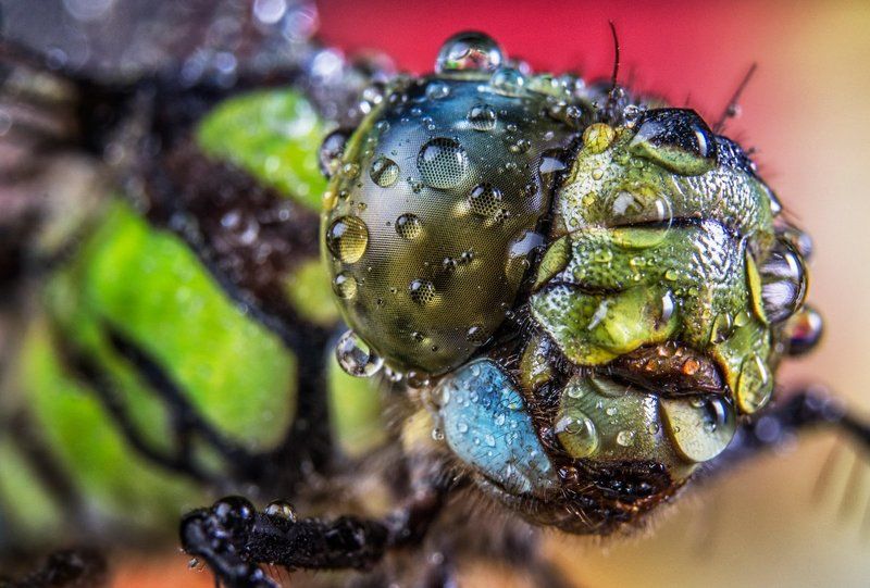 Dragonfly, Macro, Nikon dragonfly фото превью