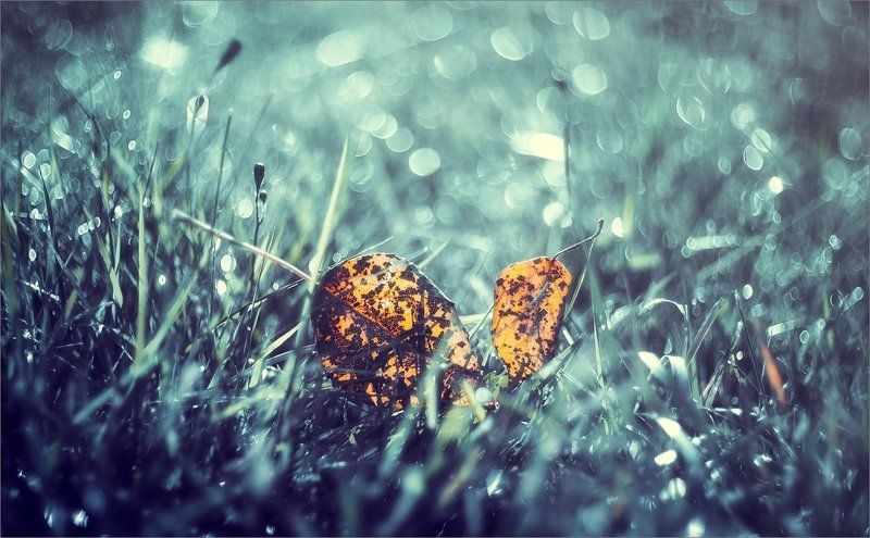 Опавшие фото превью