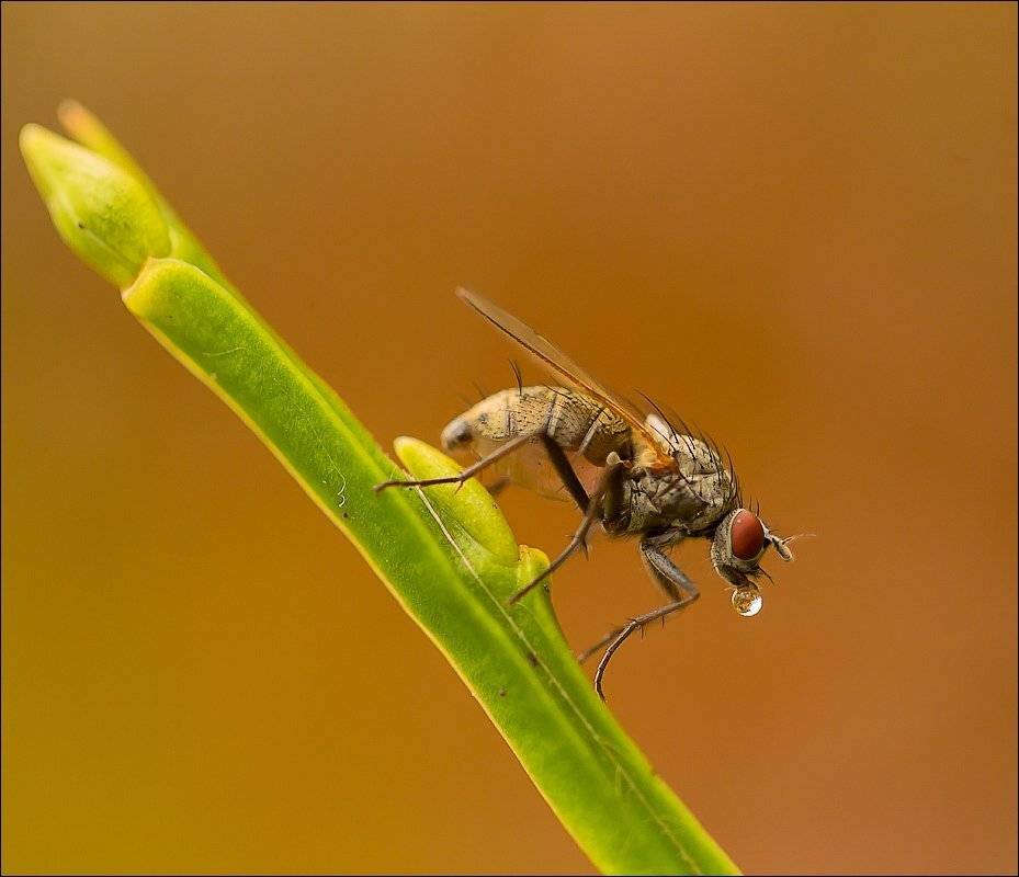 , Бурлов Андрей