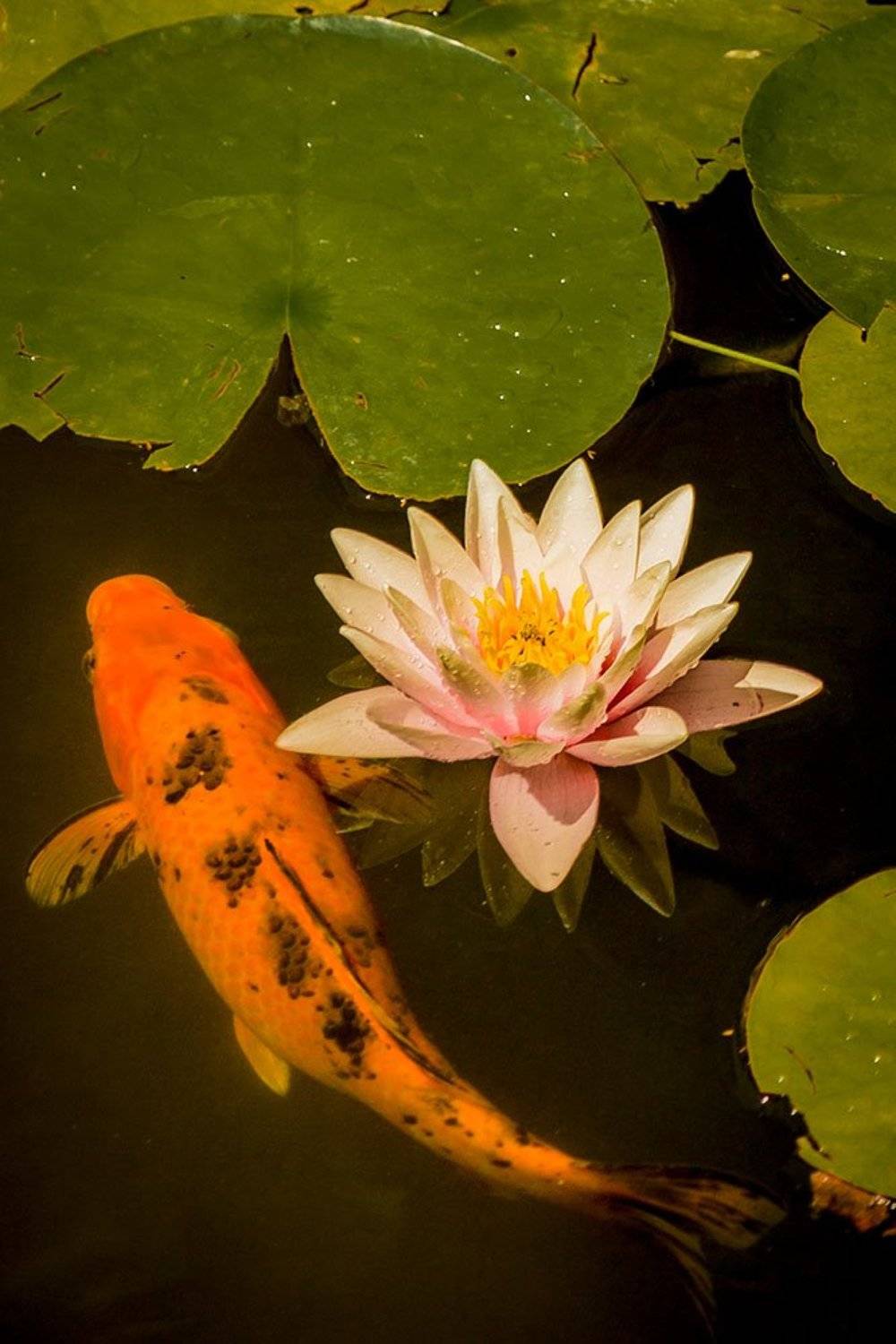 , Роман Введенский